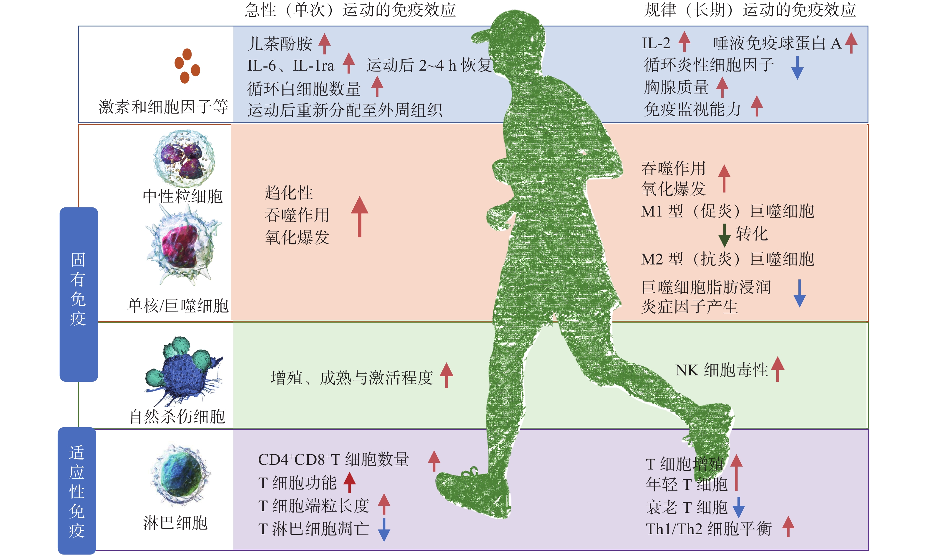 Role and Possible Molecular Mechanism of Physical Exercise in